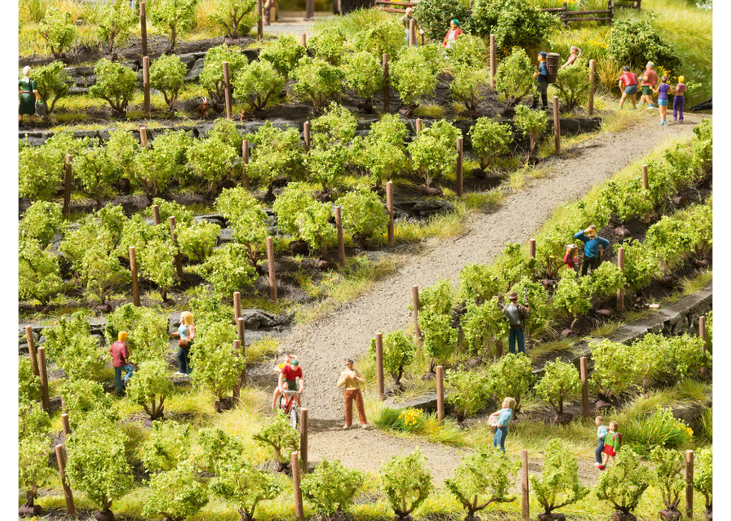 Noch 21545 Weinreben